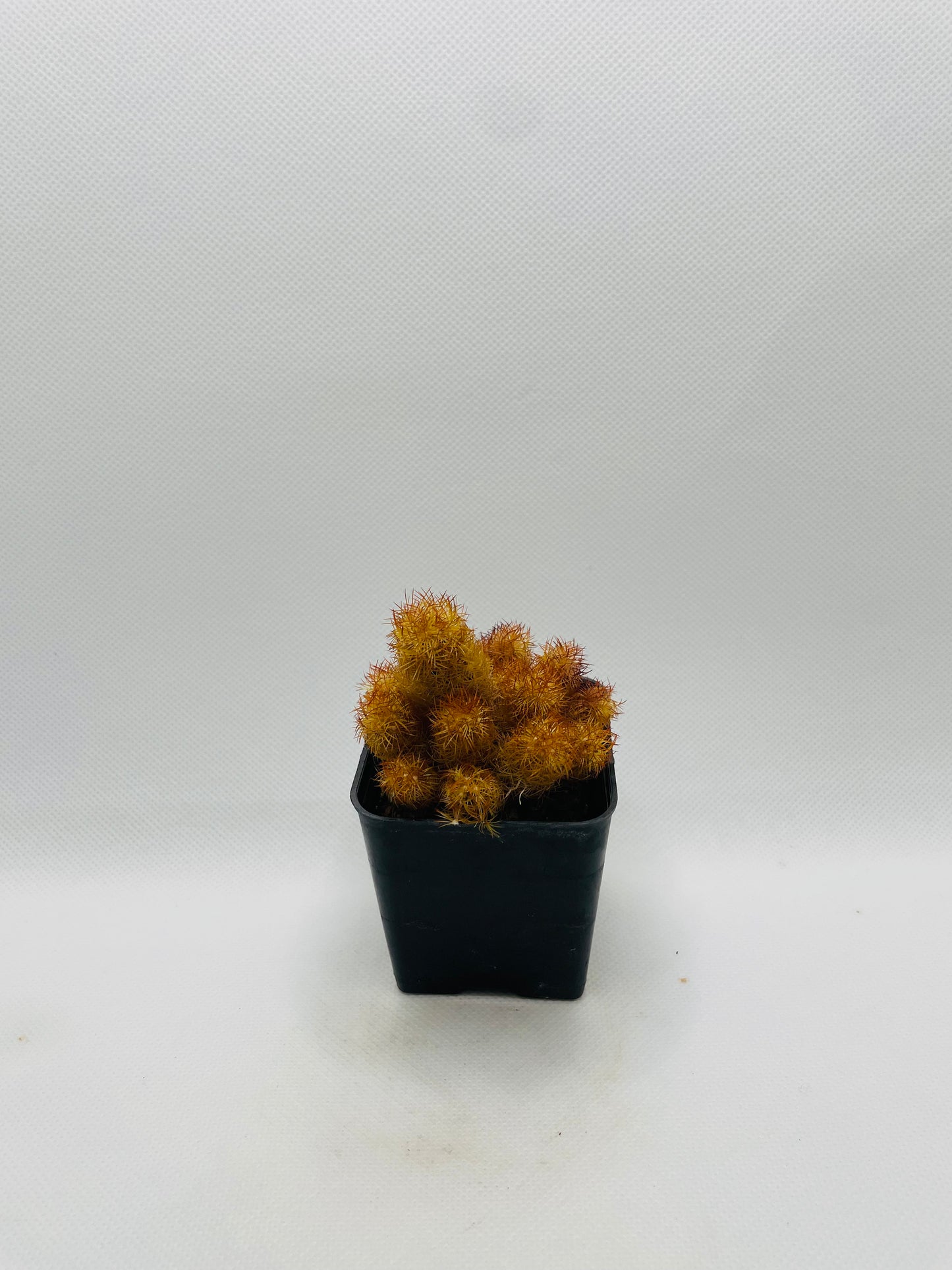 Mammillaria Elongata 3” pot