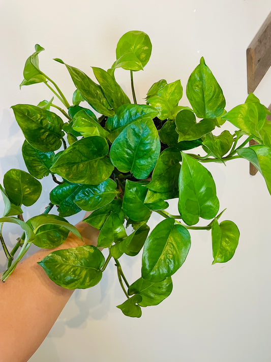 Lemon Merangue Pothos