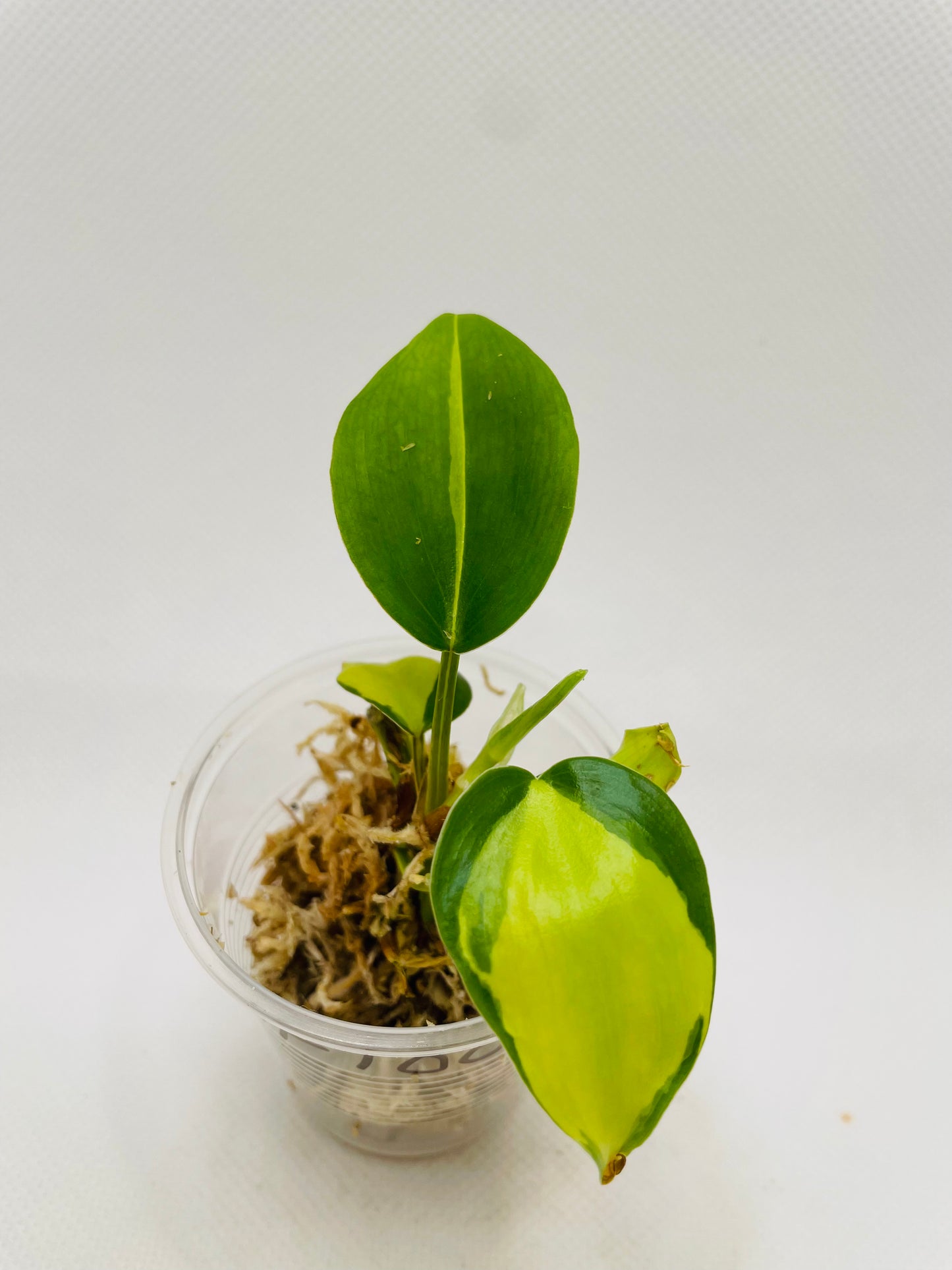 Philodendron Brazil #100