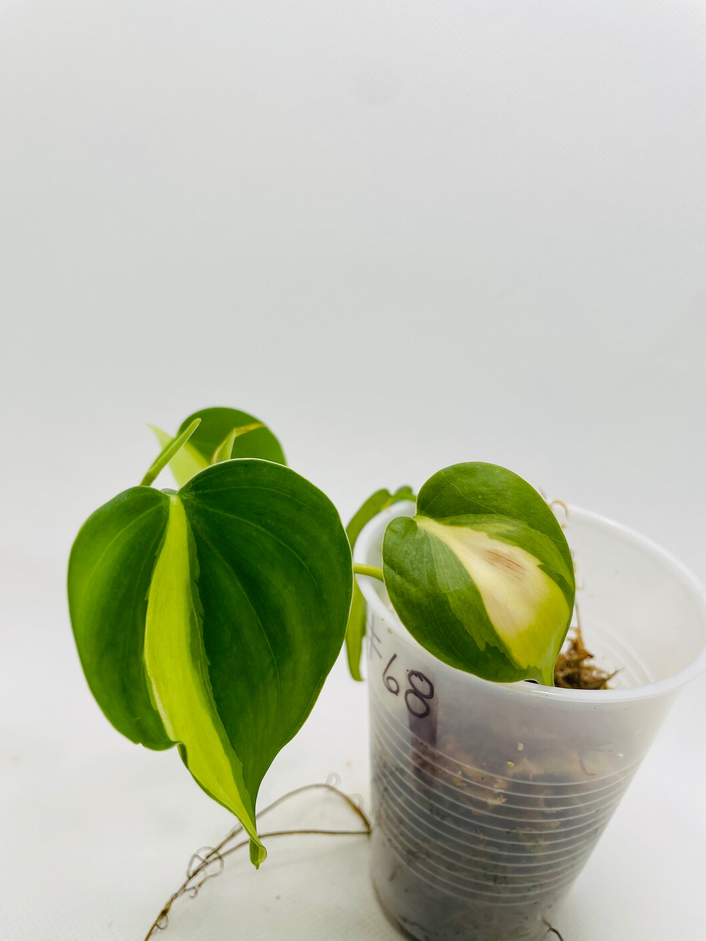 Philodendron Brazil #68