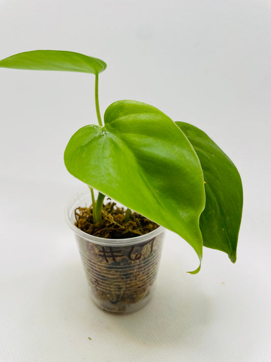 Philodendron Heartleaf #67