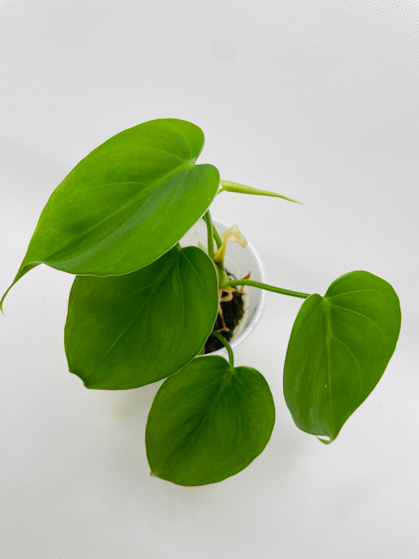 Philodendron Brazil #27