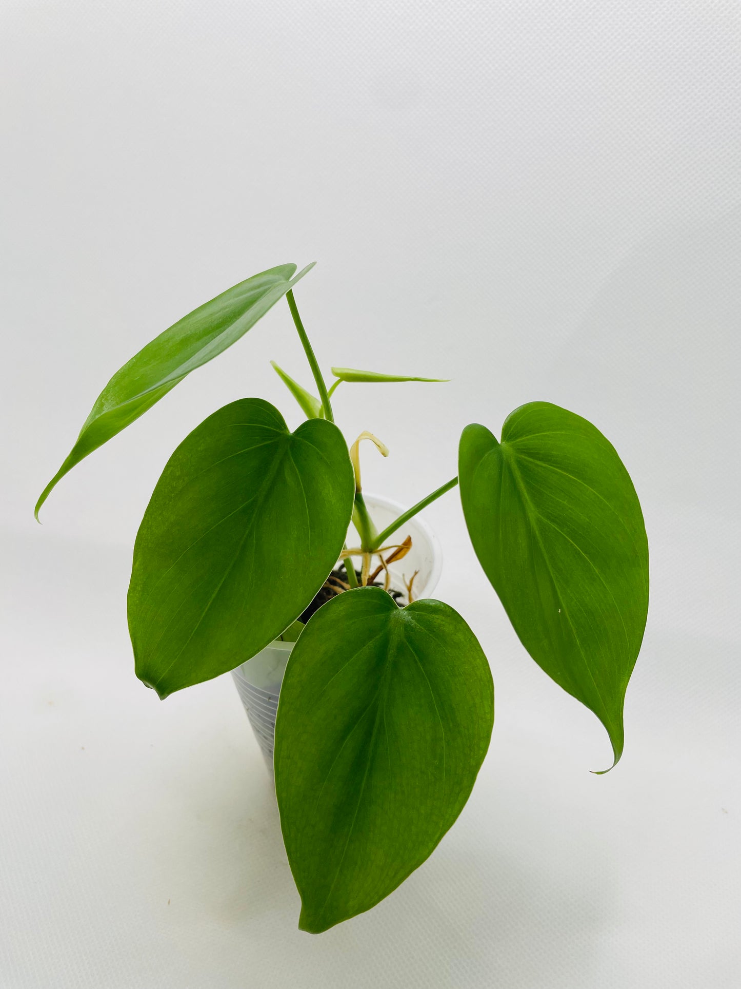 Philodendron Brazil #27