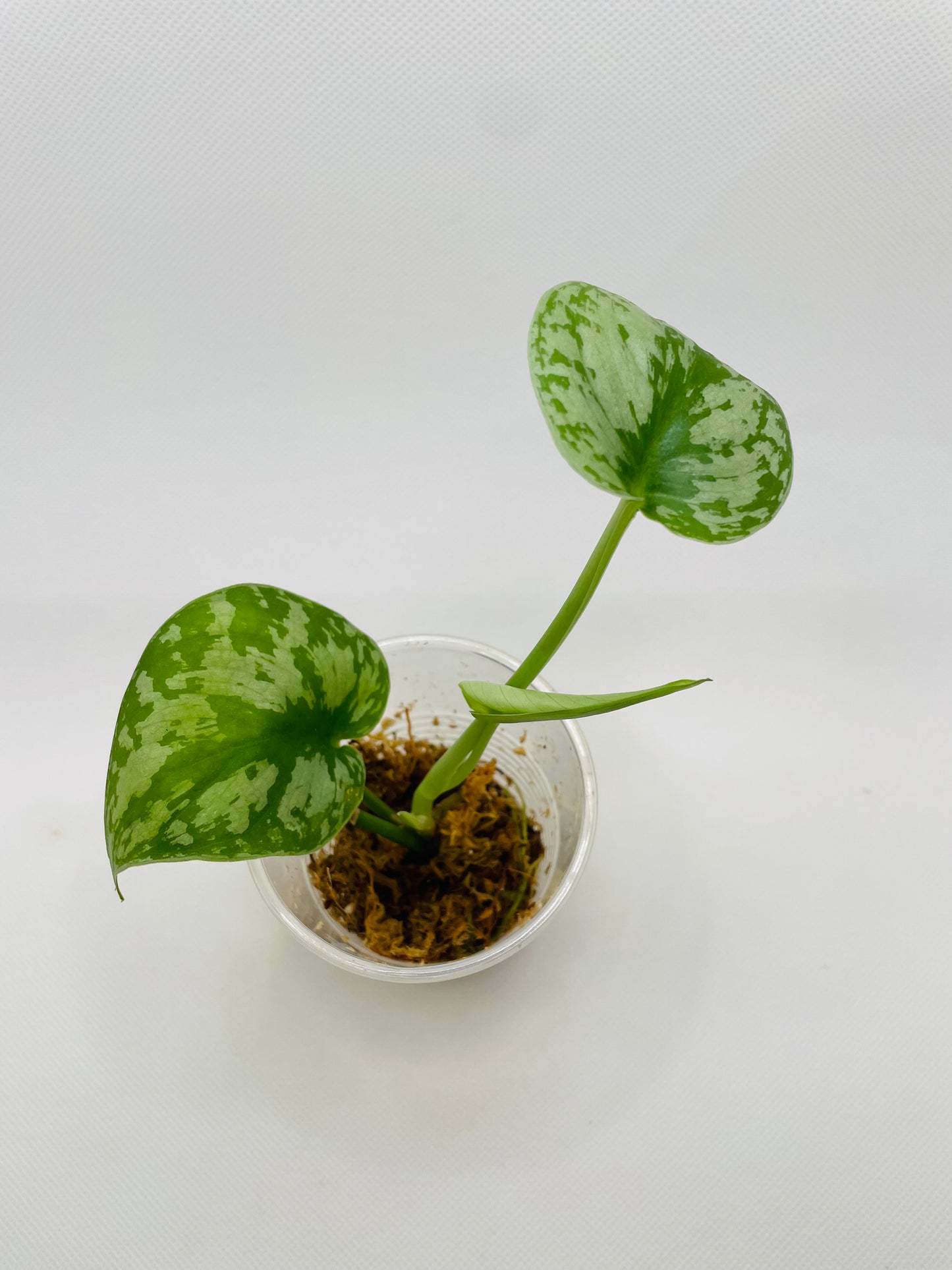 Scindapsus Picta Silver #5