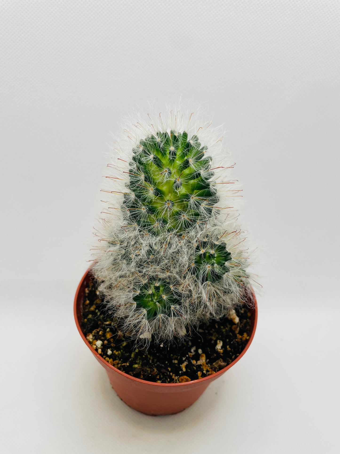 Mammillaria Bocasana 4” pot