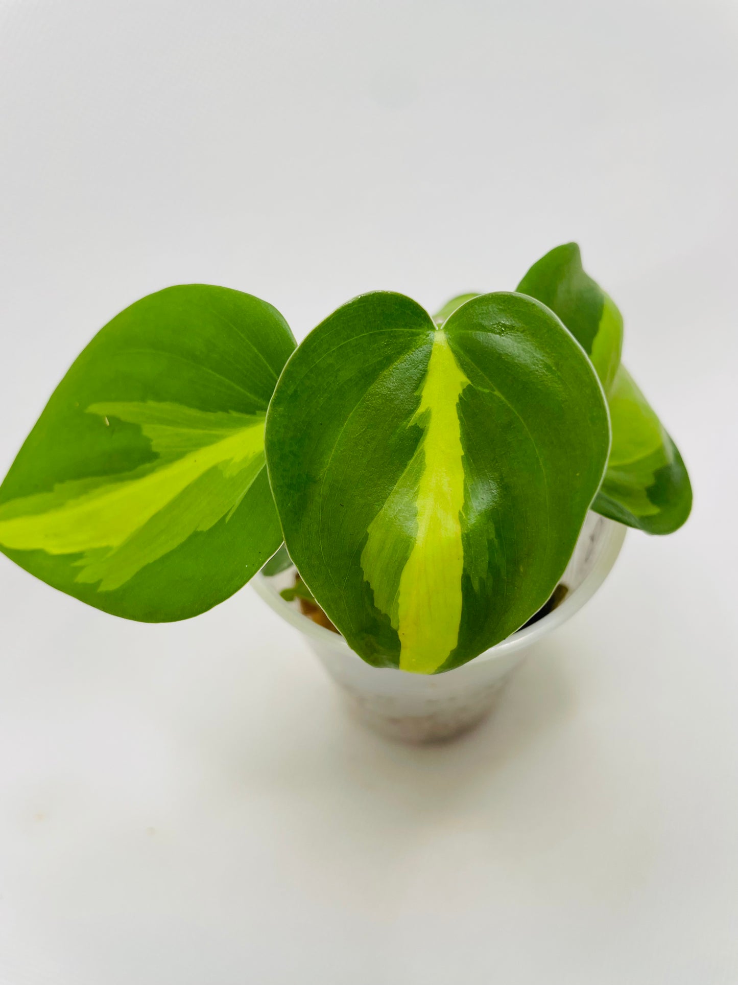 Philodendron Brazil #24