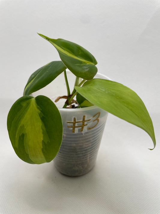 Philodendron Brazil #3