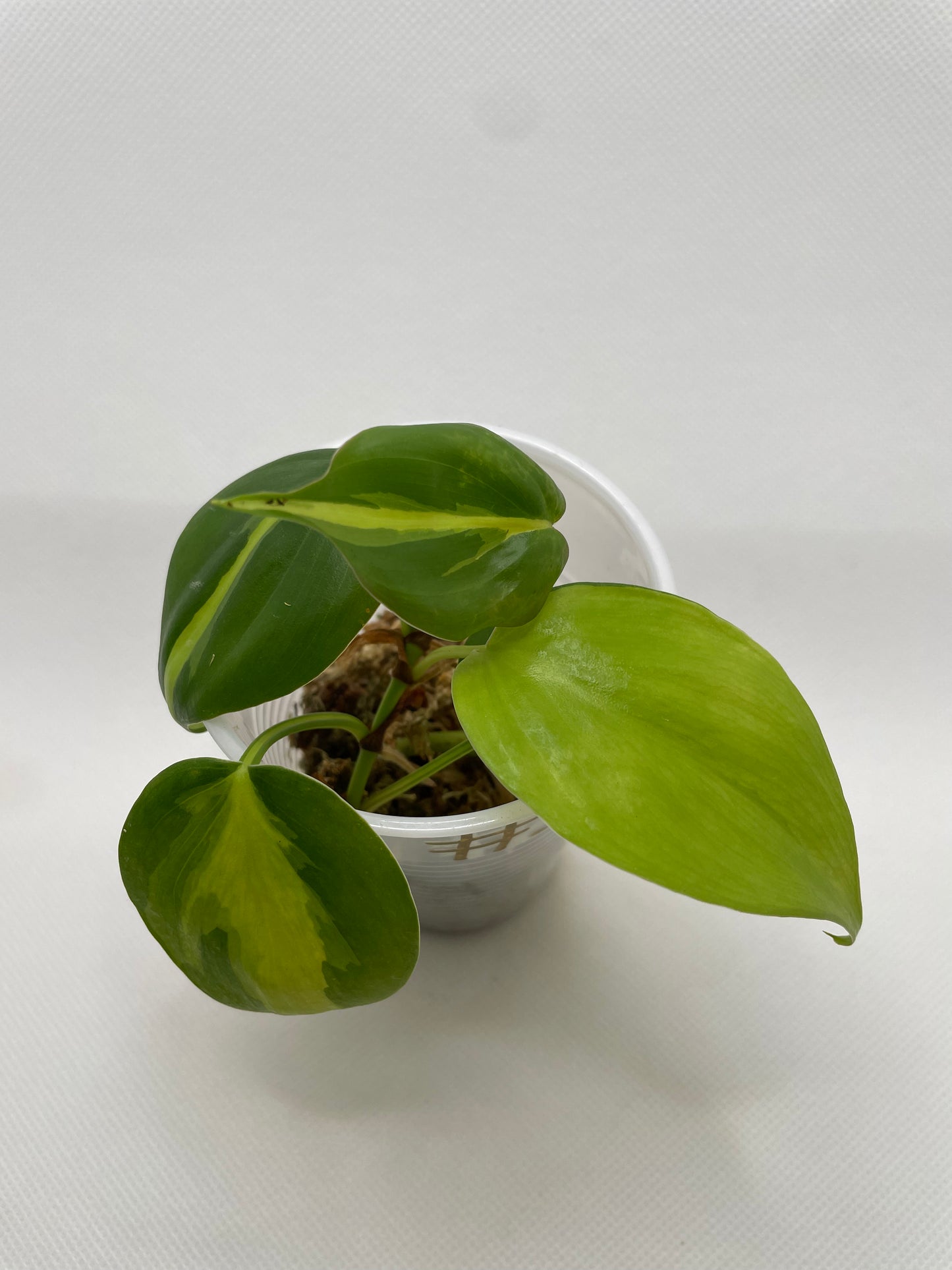 Philodendron Brazil #3