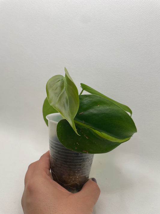 Philodendron Brazil #27